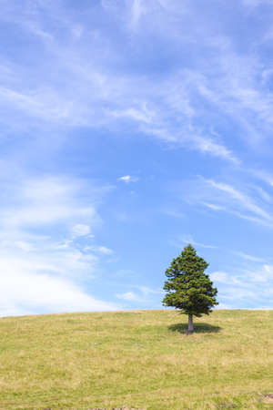 Single pine tree in mountains on horizonの写真素材