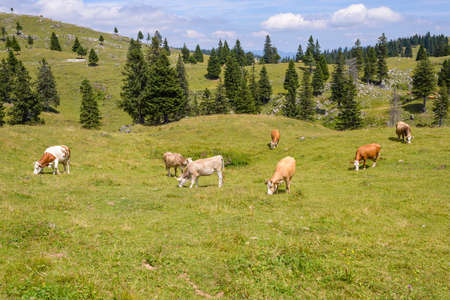 Cattle, Livestock grazing on pasture in mountainsの写真素材