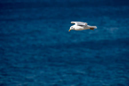 Single Seagull Flying Bird with Open Wings on Clear Blue Seaの写真素材