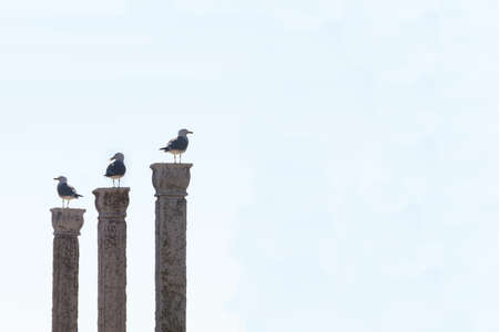 Three seagulls on three pillars against clean background, isolatedの写真素材