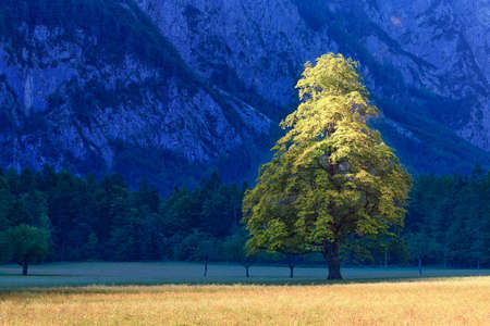Elm tree on meadow in Logarska dolina, Logar valley, Sloveniaの写真素材