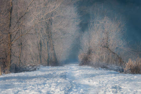 Footpath, road leading among frosted trees on a sunny winter morning