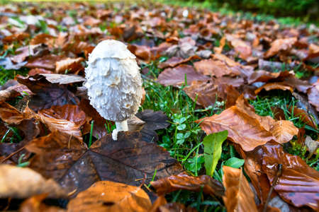 White mushroom in autumn forest with yellow leaves on the ground