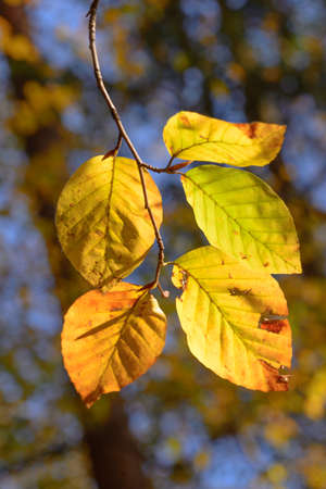 Beech Leaves changing color in the Autumn Sunshine