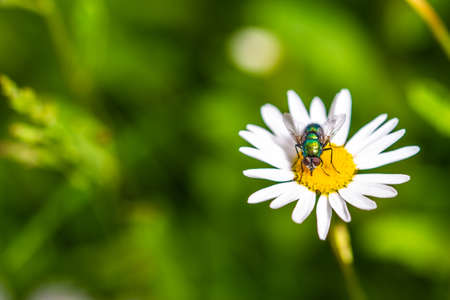 Bottle fly on daisy, macro, pollinating insectsの写真素材