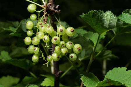 white currant, ribes rubrum, on bush, isolated on dark backgroundの写真素材
