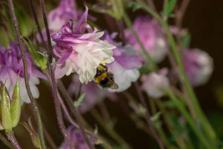 Purple Aquilegia flower on natural background, close up macro, home garden flowersの写真素材