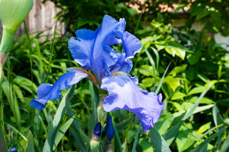 Macro Closeup of blue Bearded iris, Iris Barbata on green blurred background