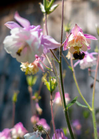Purple Aquilegia flower on natural background, close up macro, home garden flowersの写真素材