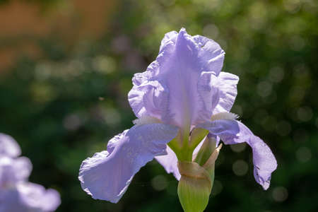Macro Closeup of blue Bearded iris, Iris Barbata on green blurred background