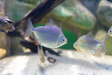 Silver Dollar fish, Metynnis lippincottianus swimming in aquariumの写真素材