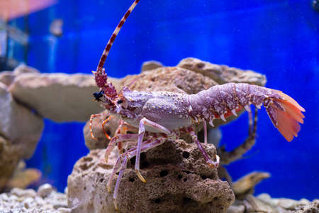 Red lobster in an aquarium viewed through the glassの写真素材