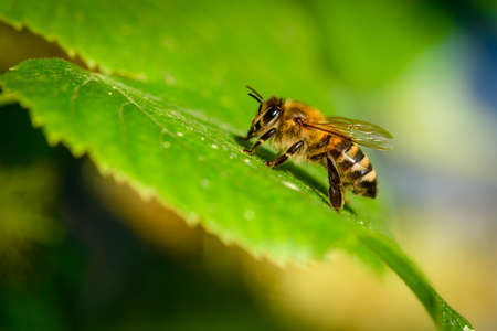 Bumblebee in Linden Flowers, close up of Bumble bee collecting nectar, honeyの写真素材