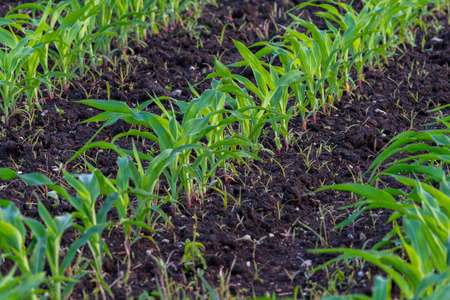 Summer landscape with a field of young corn with weeds, that have been mechanically treated and not...