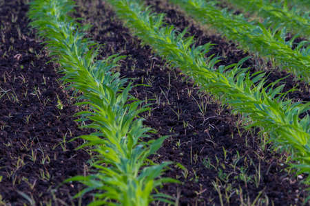Summer landscape with a field of young corn with weeds, that have been mechanically treated and not...