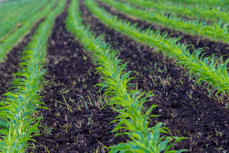 Summer landscape with a field of young corn with weeds, that have been mechanically treated and not...