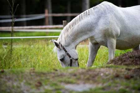 White Lipizzan Horse Grazing in Stable, Lipizzan horses are a rare breed and most famous in Viennese Spanish Riding School and Stud Farm in Lipica, Sloveniaの写真素材