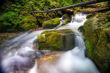 Mountain river - stream flowing through thick green forest. Stream in dense wood. Big boulders in...