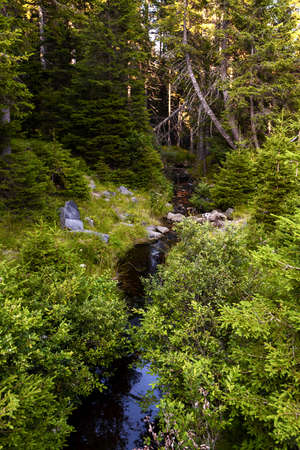 Small creek of Natural reserve Crno jezero - Black lake with pristine dense rainforest and untouched...
