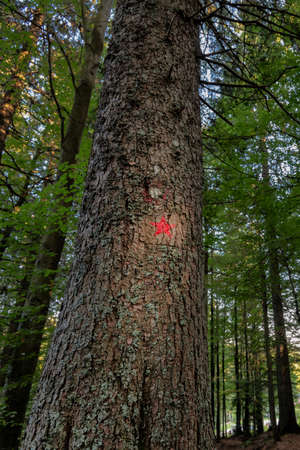 Red star painted on spruce marks the hiking trail to the memorial of Pohorje battalion near Osankarica, Slovenia. The battalion was part of the Partisan army of Titos Yugoslavia and annihilated in 1943 by strong Wehrmacht forcesの写真素材