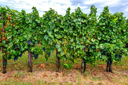 Vineyards with rows of grapevine in Gorska Brda, Slovenia, a famous wine groeing and producing region, becoming also a popular travel destinationの写真素材
