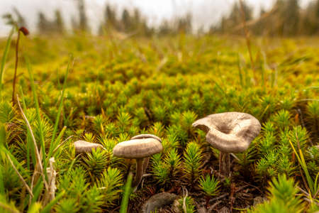 Brown and yellow mushrroms on green moss in forest, backlit by sun light, trees in background