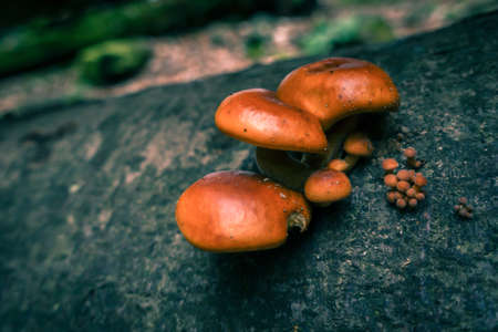 Mushroom on tree trunk, macro close up, selective focus, orange teal look, trunk covered in moss and lichenの写真素材