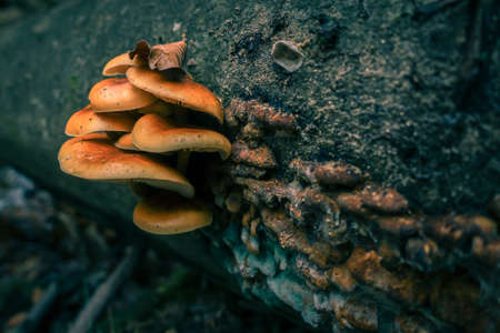 Mushroom on tree trunk, macro close up, selective focus, orange teal look, trunk covered in moss and lichenの写真素材