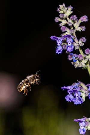 Honey Bees, Apis mellifera, on lavender pollinating and collecting nectar, dark background