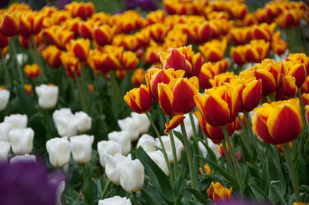 Field of colorful tulips in spring, close upの写真素材