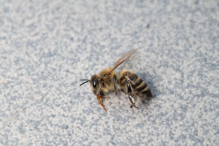 Dead honey bee, apis melifera, isolated on plan background, bee poisoning and extermination, dangerous use of pesticides and insecticidesの写真素材