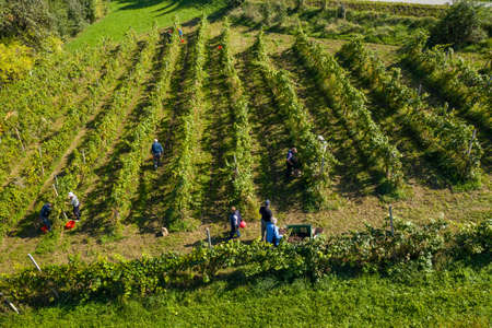 Harvesting grapes in vineyard, aerial view of winery estate in Europe, workers pick grapes, growing...