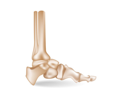 Concept flat 3d isometric illustration of anatomical pieces of the arrangement of the bones of the sole of the footのイラスト素材