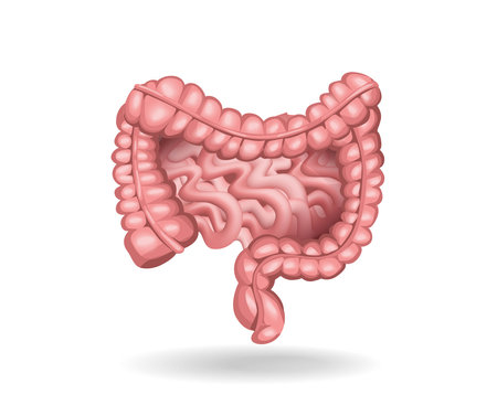 Isometric flat 3d human colon anatomy concept illustrationのイラスト素材