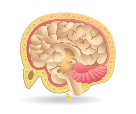 Isometric flat 3d illustration of brain slice anatomy concept on headのイラスト素材