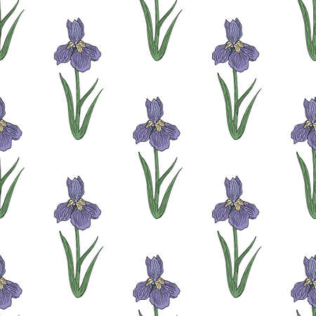 Seamless pattern with iris flower on white background. Vector image.のイラスト素材
