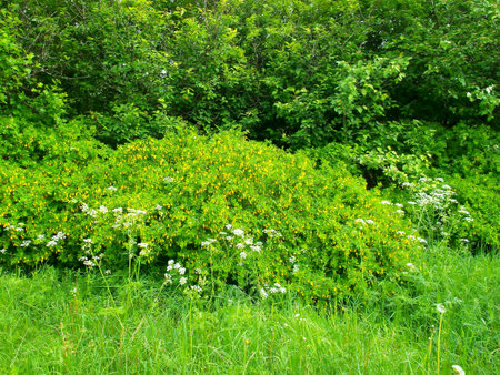yellow acacia blossomsの写真素材