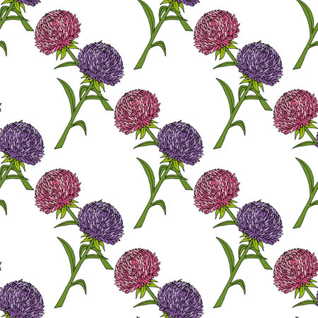 Seamless pattern with pretty pink and violet aster flowers on white background. vector image.のイラスト素材