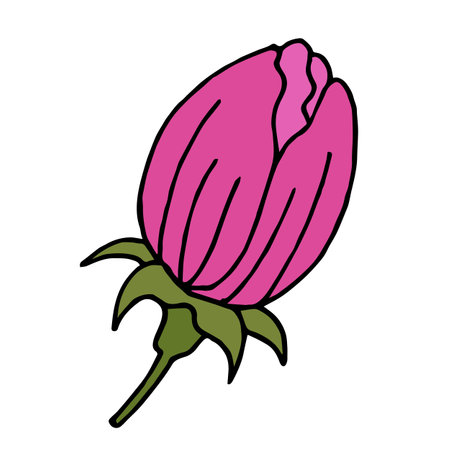 A pink flower bud on a white background. vector image.のイラスト素材