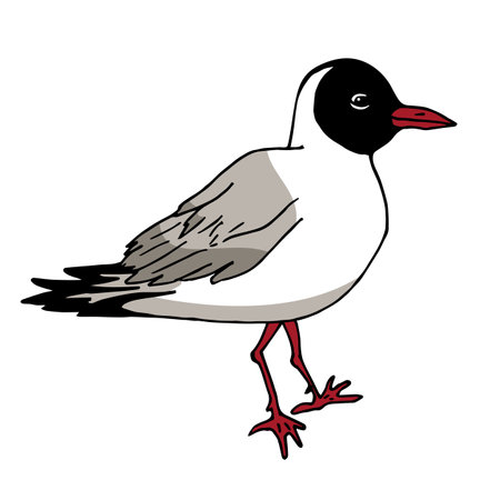 Lake gull on a white background. cute bird. vector image.のイラスト素材