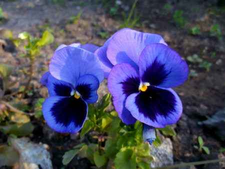 pansies. garden flowers.