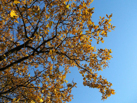 Blue sky and autumn tree