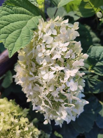 Hydrangea mellifera. white flowers. vertical photo.