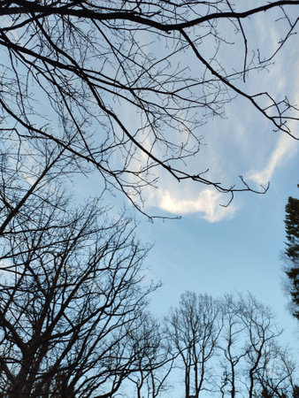 Blue sky and clouds through the branches of treesの写真素材