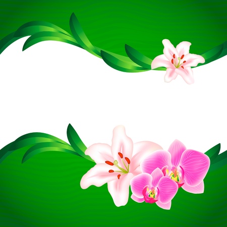 Beautiful Lily and Orchid backgroundのイラスト素材