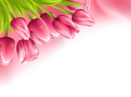 Pink tulips and silk fabric isolated on white backgroundのイラスト素材