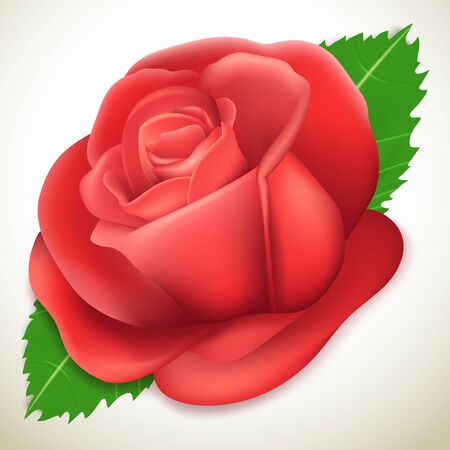 Realistic rose illustrationのイラスト素材
