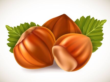 Filberts with leaves. Vector illustration.のイラスト素材