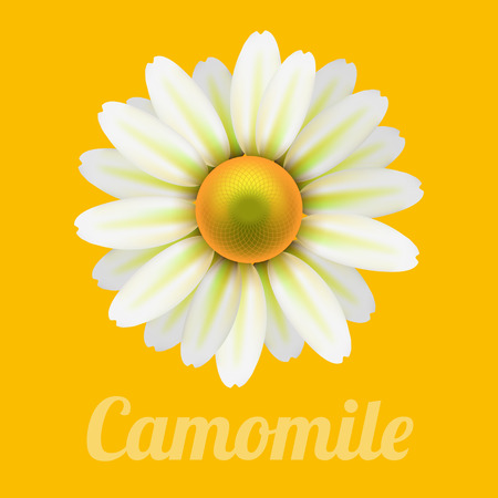 Beautiful daisy flower camomile.のイラスト素材