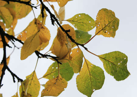autumn leavesの写真素材